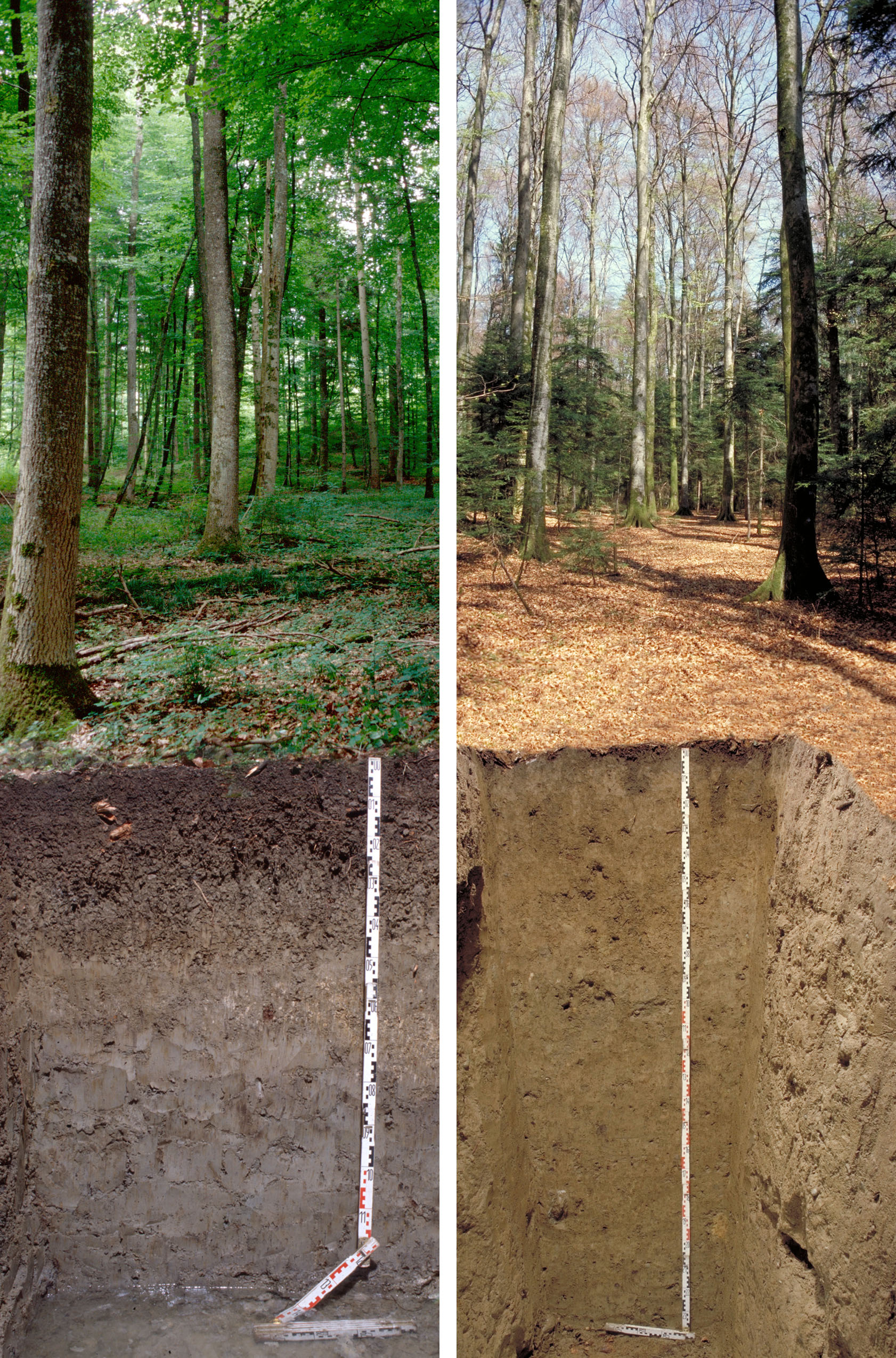 Waldbodenprofile aus Ermatingen/TG (links) und Lausanne im Vergleich. Bilder: Marco Walser/WSL