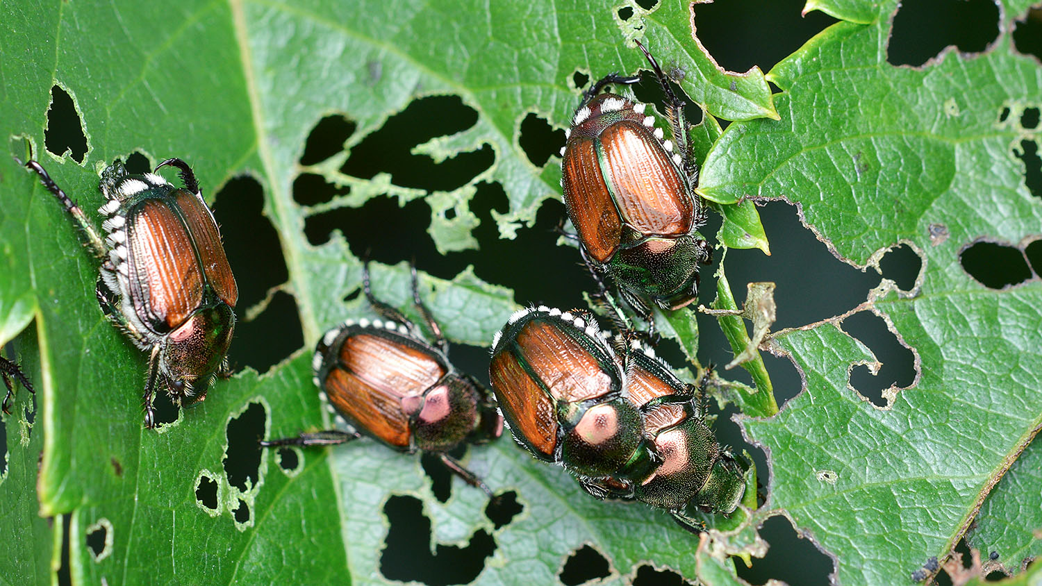 Japankäfer (Popillia japonica) | Bild: Ryan Hodnett/Wikimedia Commons